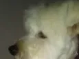 Niki 