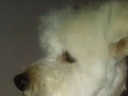 Cachorro ra a Poodle idade 2 anos nome Niki 