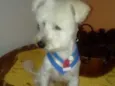 Niki 