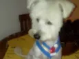 Niki 
