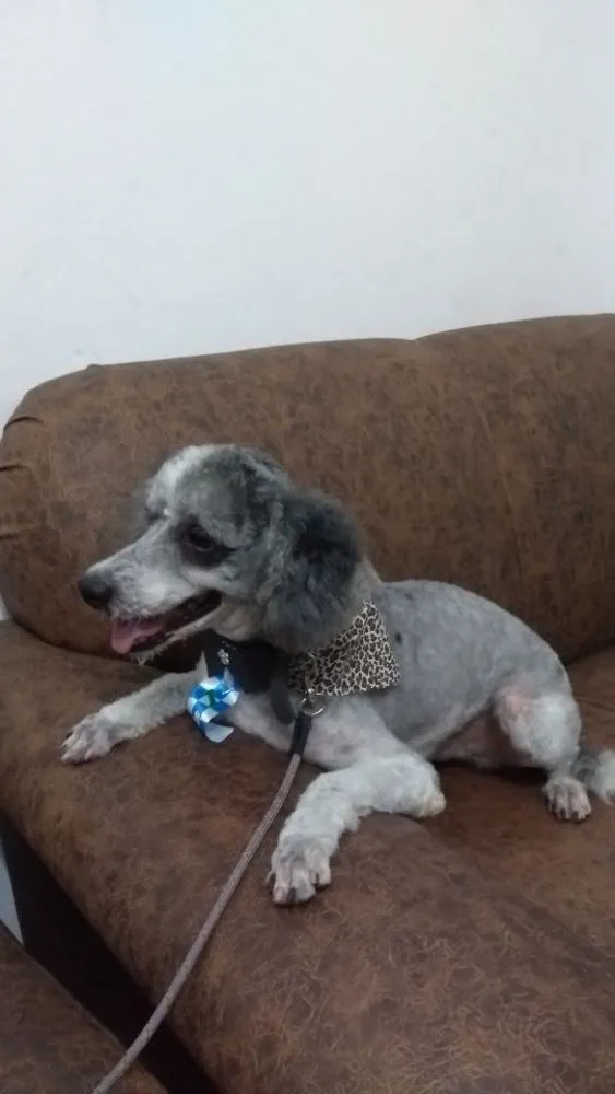 Cachorro ra a Poodle idade 4 anos nome Joca