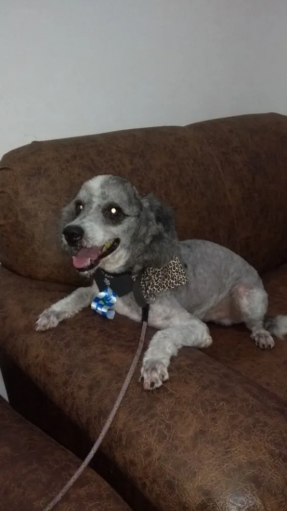 Cachorro ra a Poodle idade 4 anos nome Joca