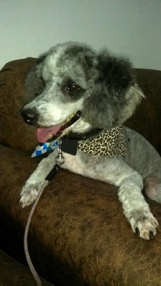 Cachorro ra a Poodle idade 4 anos nome Joca