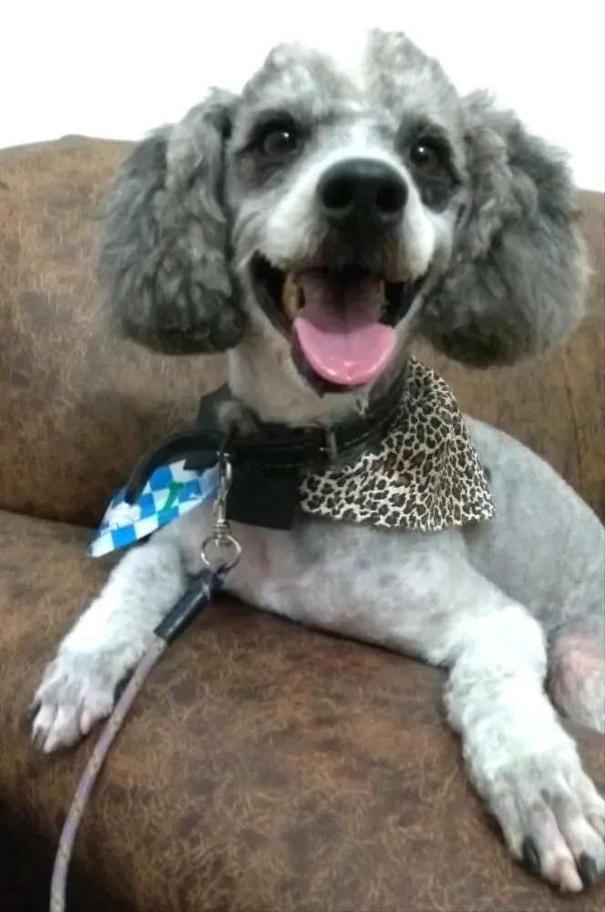 Cachorro ra a Poodle idade 4 anos nome Joca
