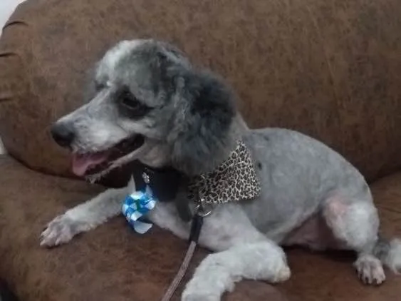 Cachorro ra a Poodle idade 4 anos nome Joca