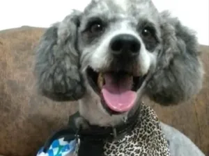 Cachorro raça Poodle idade 4 anos nome Joca