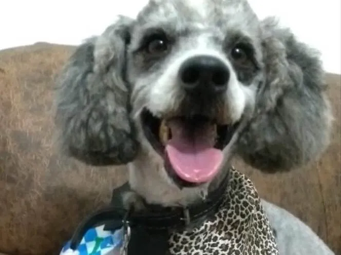 Cachorro ra a Poodle idade 4 anos nome Joca