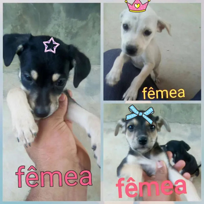 Cachorro raça Vira lata idade 2 a 6 meses nome Sem nomes
