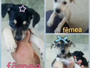 Cachorro raça Vira lata idade 2 a 6 meses nome Sem nomes