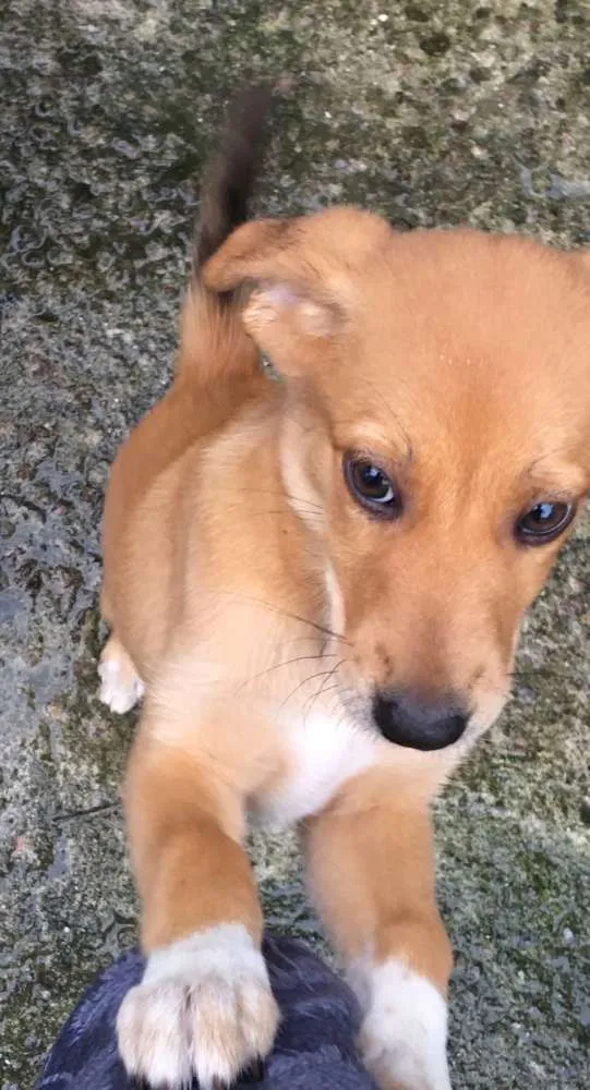 Cachorro ra a Srd idade 2 a 6 meses nome Sem nome