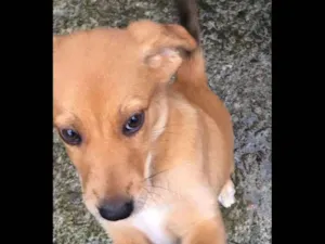 Cachorro raça Srd idade 2 a 6 meses nome Sem nome