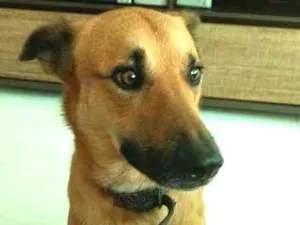 Cachorro raça SRD idade 6 ou mais anos nome Costelinha
