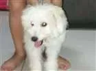 Cachorro raça Poodle idade 2 a 6 meses nome Cristal