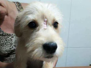 Cachorro raça SRD idade 7 a 11 meses nome Luna