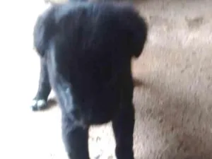 Cachorro raça Vira lata  idade Abaixo de 2 meses nome Filhotes
