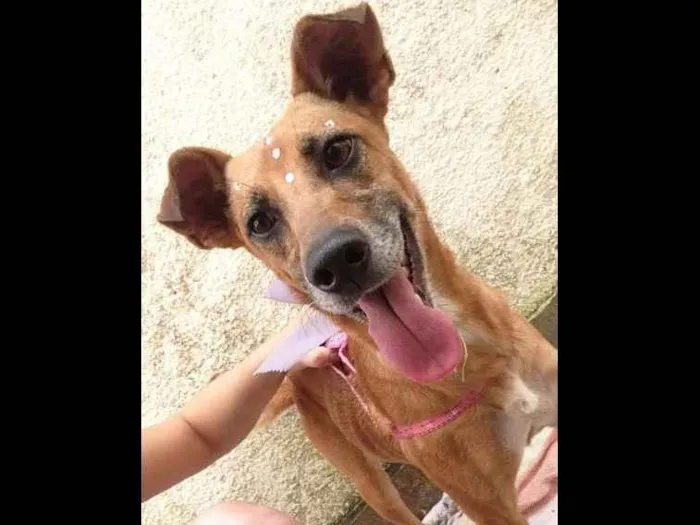 Cachorro ra a Vira Lata idade 5 anos nome Menina