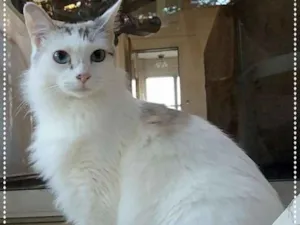 Gato raça srd idade 2 anos nome Allegra