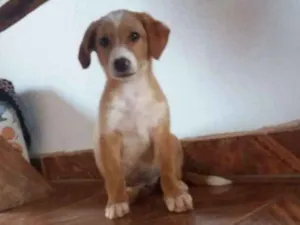 Cachorro raça Indefinido  idade 2 a 6 meses nome Marley