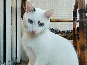 Gato raça SRD idade 2 anos nome Colinho
