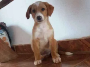 Cachorro raça  idade 2 a 6 meses nome Sem nome 
