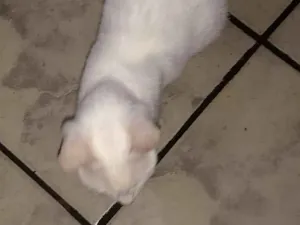 Gato raça Não sei idade 2 anos nome Branquinha