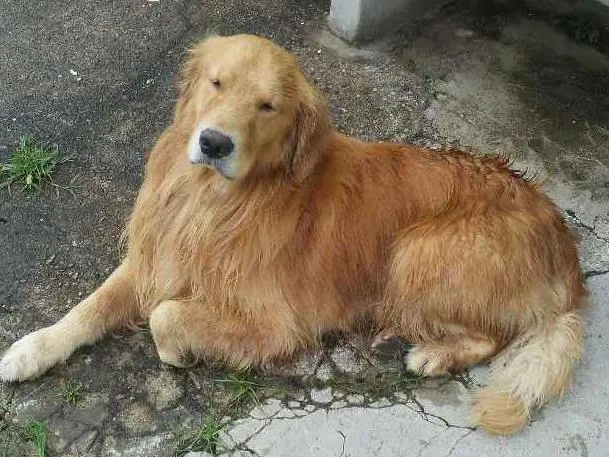 Cachorro ra a Golden retrivier idade  nome Sem nome