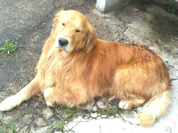 Cachorro ra a Golden retrivier idade  nome Sem nome
