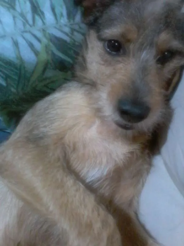 Cachorro ra a vira lata idade 1 ano nome betoven