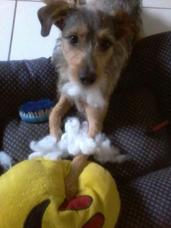 Cachorro ra a vira lata idade 1 ano nome betoven