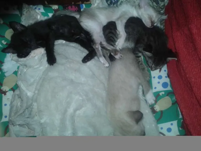 Gato raça misturado idade Abaixo de 2 meses nome nao tem ainda