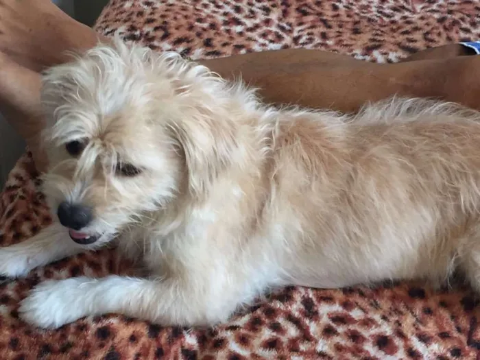 Cachorro ra a Mestiça Lhasa ou Poodle idade 3 anos nome Mel 