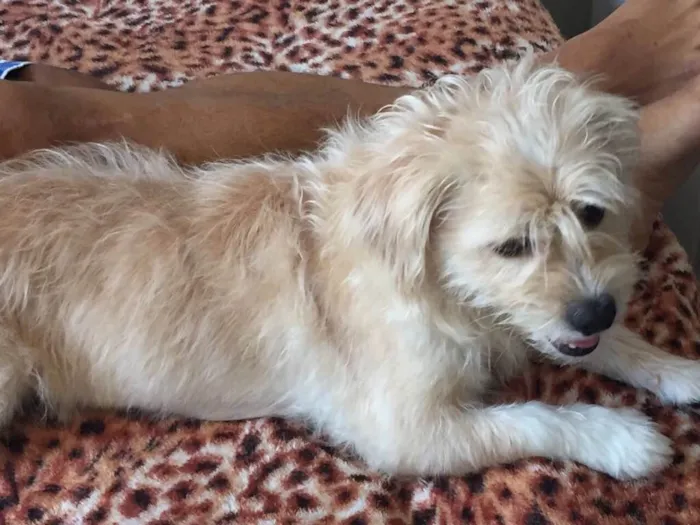Cachorro ra a Mestiça Lhasa ou Poodle idade 3 anos nome Mel 