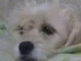 Mel 