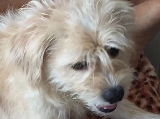 Cachorro ra a Mestiça Lhasa ou Poodle idade 3 anos nome Mel 