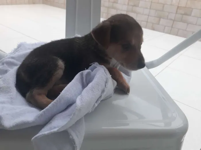 Cachorro ra a SRD idade 2 a 6 meses nome Nina