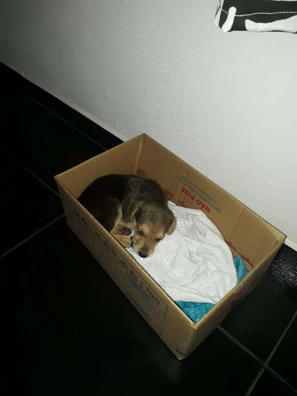 Cachorro ra a SRD idade 2 a 6 meses nome Nina