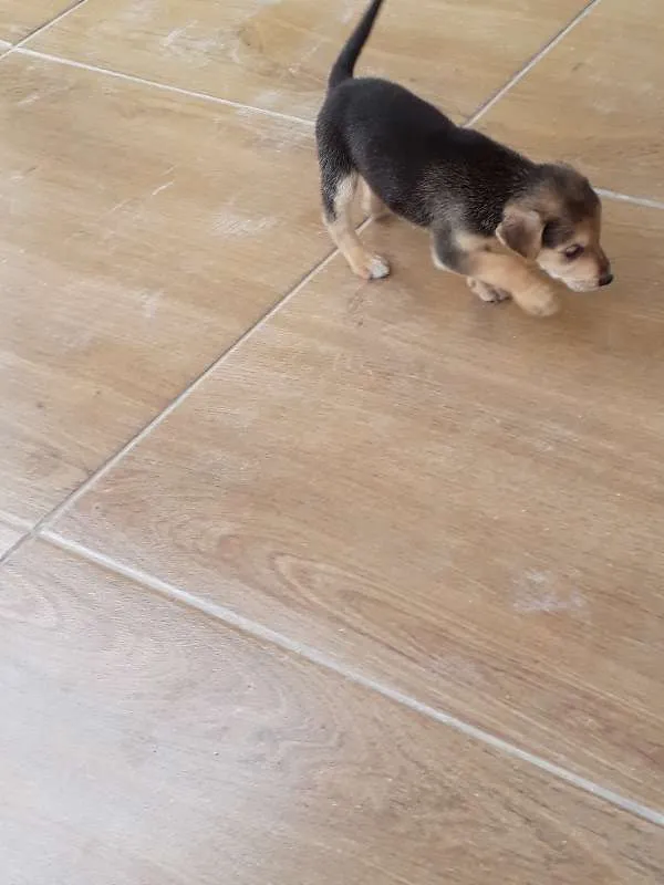 Cachorro ra a SRD idade 2 a 6 meses nome Nina