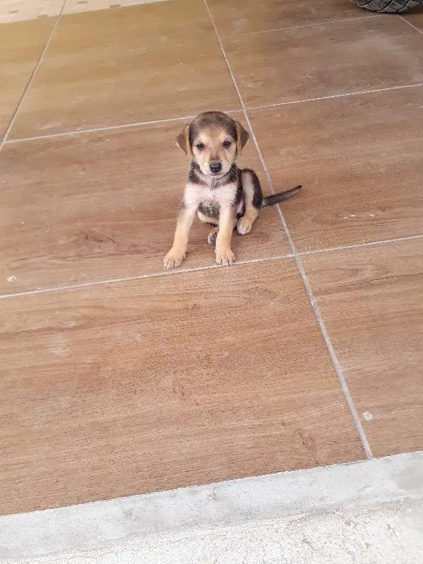 Cachorro ra a SRD idade 2 a 6 meses nome Nina
