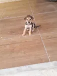 Nina