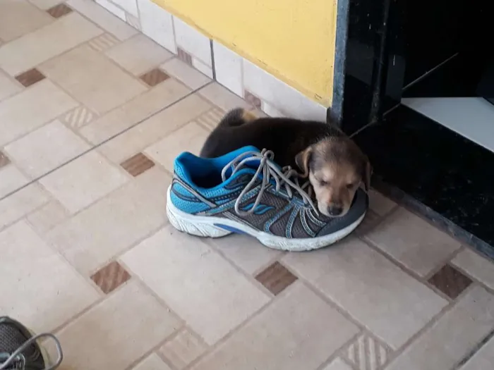 Cachorro ra a SRD idade 2 a 6 meses nome Nina
