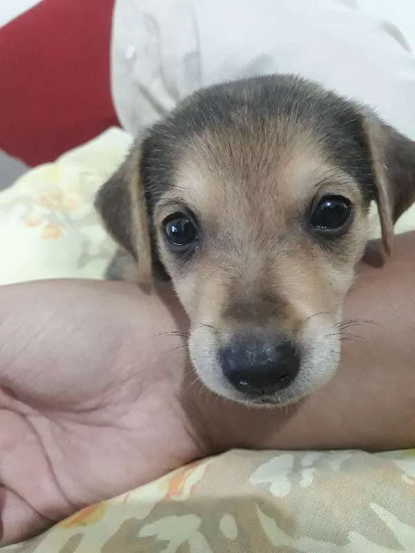 Cachorro ra a SRD idade 2 a 6 meses nome Nina