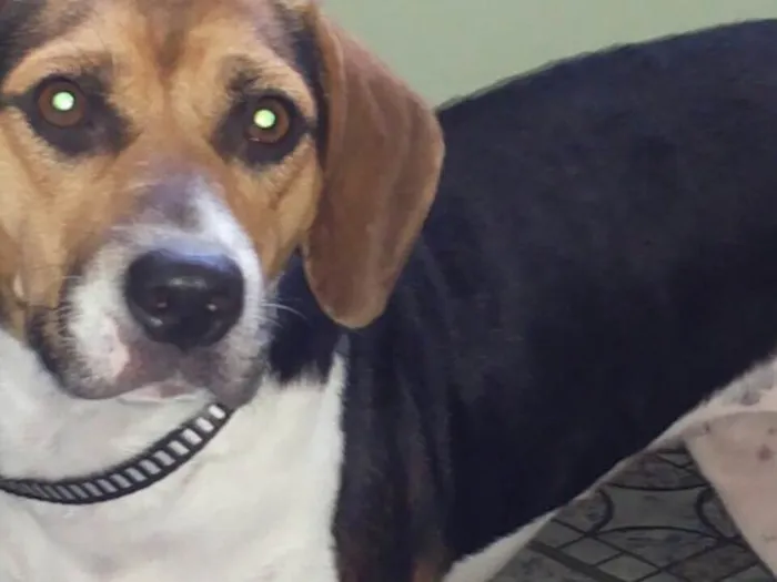 Cachorro ra a Beagle idade 1 ano nome Laiza