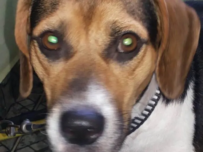 Cachorro ra a Beagle idade 1 ano nome Laiza