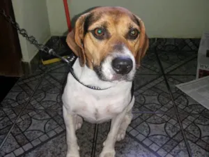 Cachorro raça Beagle idade 1 ano nome Laiza