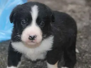 Cachorro raça SRD idade 2 a 6 meses nome Thor