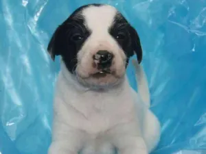 Cachorro raça SRD idade 2 a 6 meses nome Maia