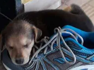 Cachorro raça SRD idade 2 a 6 meses nome Nina