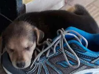 Cachorro ra a SRD idade 2 a 6 meses nome Nina