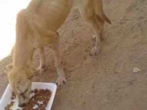 Cachorro raça Indefinida idade  nome Indefinida