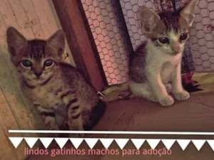 Gato raça Sem raça idade 2 a 6 meses nome Sem nomes